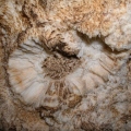 Megalodus-barlang