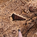 Megalodus-barlang
