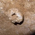 Harcsaszájú-barlang tengerisün