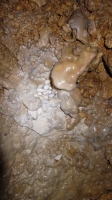 Hideg-lyuk barlangi gyöngyök