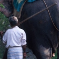 Elefánt hátulról