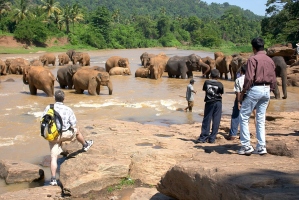 Elefántot, turisták