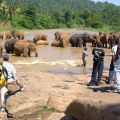 Elefántot, turisták