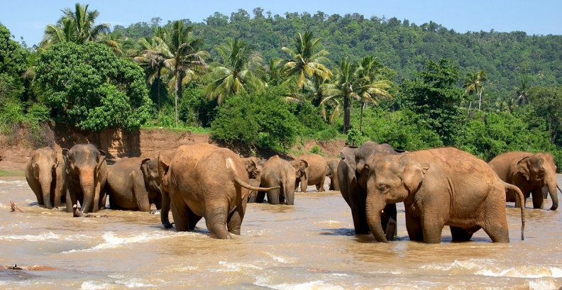 Sri_Lanka_2004_Elefantok_vizben.jpg