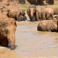 Elefántok vízben