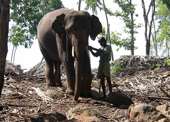 Sri_Lanka_2004_Elefant.jpg