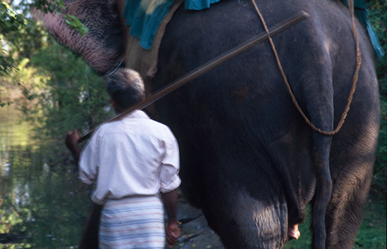 Sri_Lanka_2004_Elefant_hatulrol.jpg