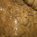 Legény-barlang - denevér csontváz