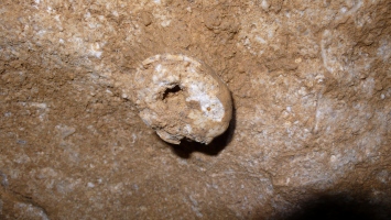 Harcsaszájú-barlang tengerisün